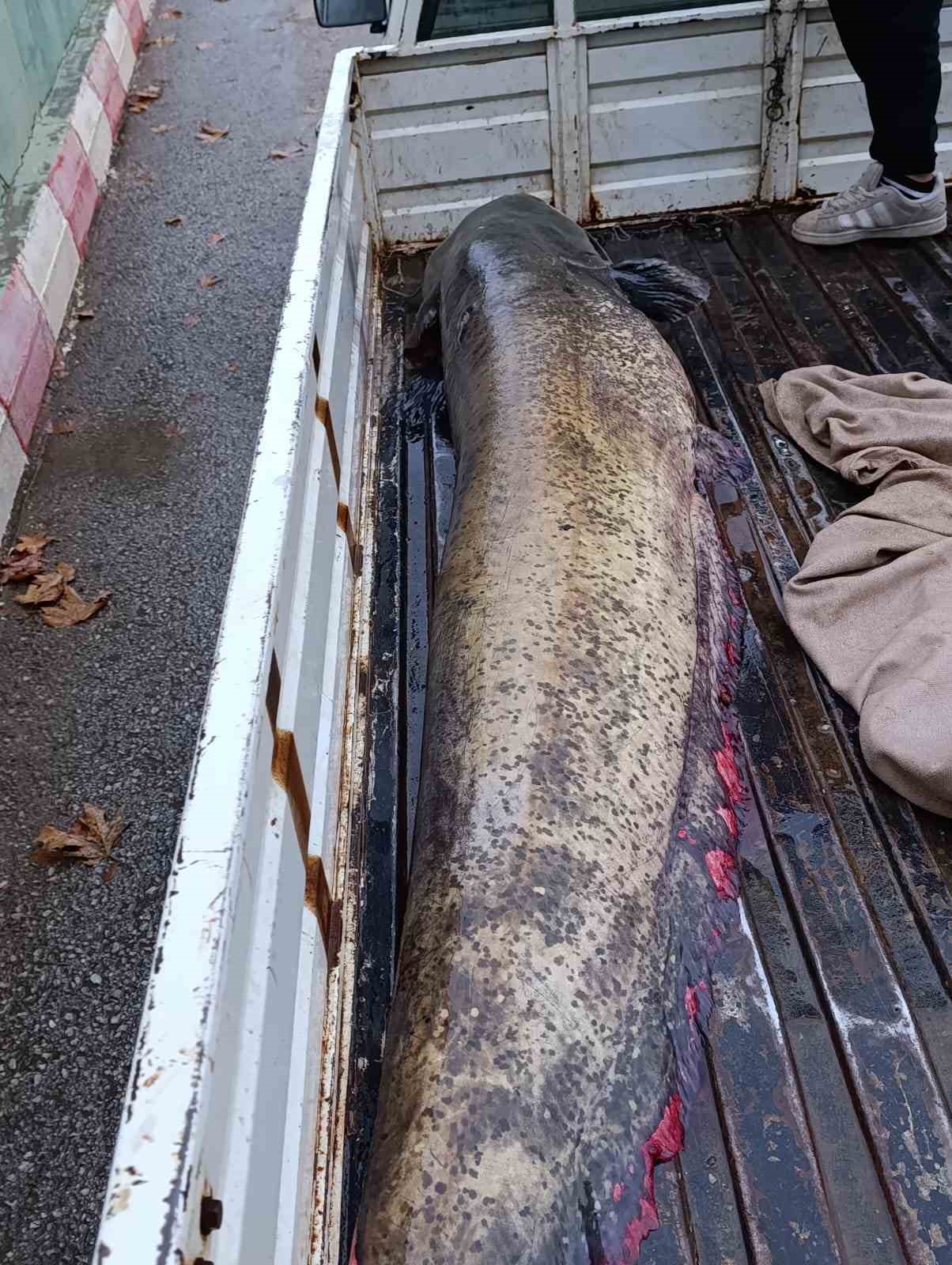 Yakalanan 65 kiloluk dev balık, görenleri şaşkına çevirdi