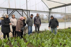 "Saygınlar Kulübü" üyeleri serada hasat yaptı