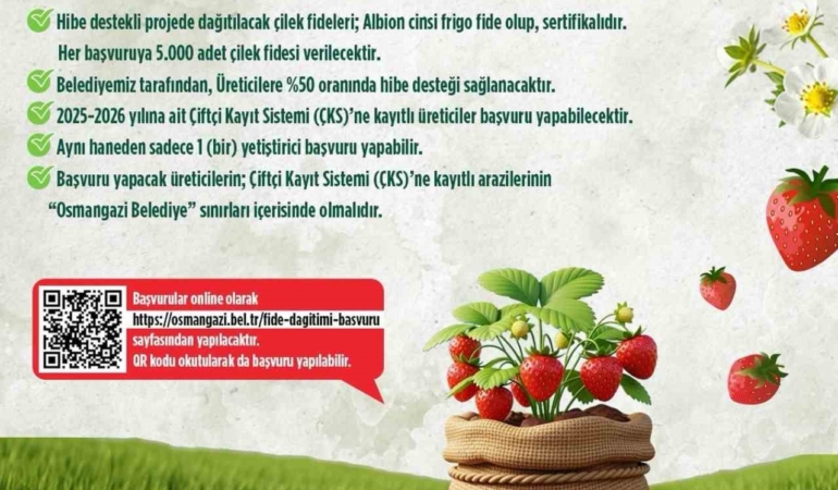 Osmangazi Belediyesi yüzde 50 hibeli çilek fidesi dağıtacak