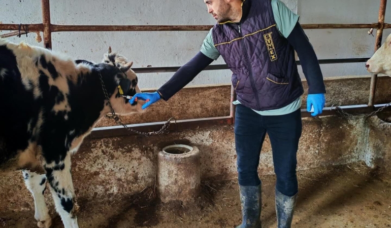 Şap hastalığına karşı aşılama çalışması yapıldı