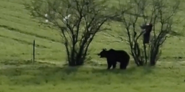 Çanakkale’de köy yoluna inen ayı cep telefonu kamerasına yansıdı