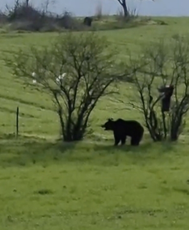 Çanakkale’de köy yoluna inen ayı cep telefonu kamerasına yansıdı