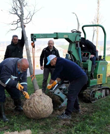 Tramvay çalışmasında sökülen ağaçlar yeni yerlerinde hayat bulacak