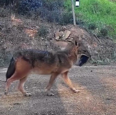 Doğanın sert yüzü: Çakal ağzında domuz bacağıyla görüntülendi