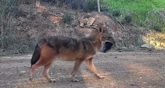 Doğanın sert yüzü: Çakal ağzında domuz bacağıyla görüntülendi