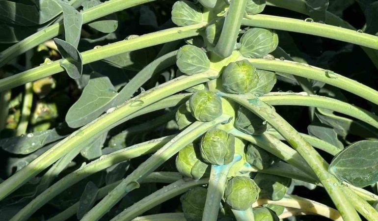 Rusya ve Hollanda lahanayı "Brüksel"den değil İznik’ten alıyor