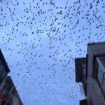 Tekirdağ semalarında kargaların görsel şöleni