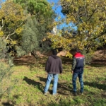 Tekirdağ’da ceviz bahçesinde hastalık ve zararlı kontrolü yapıldı