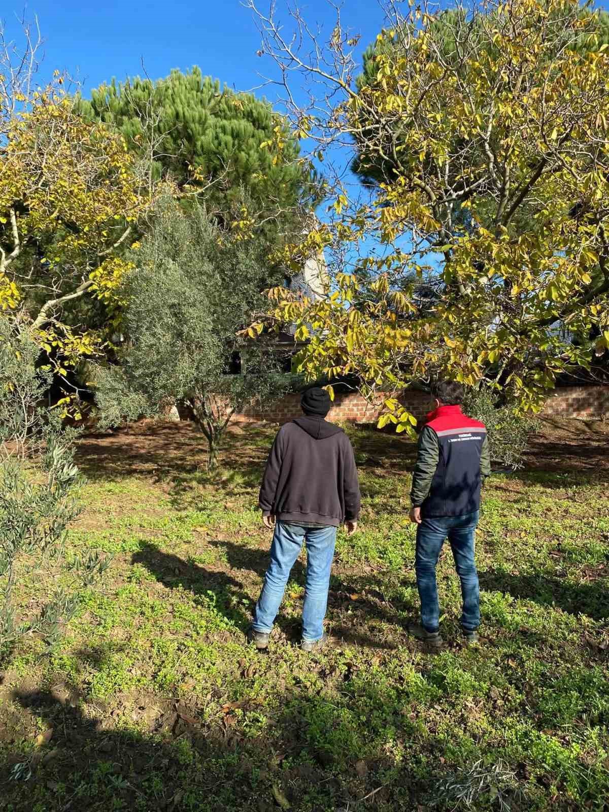 Tekirdağ’da ceviz bahçesinde hastalık ve zararlı kontrolü yapıldı
