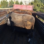 Tekirdağ’da kaçak hayvan sevkiyatına 102 bin lira ceza