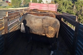 Tekirdağ’da kaçak hayvan sevkiyatına 102 bin lira ceza