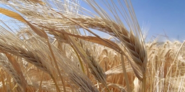 Kuraklık arpa ekimini artırdı