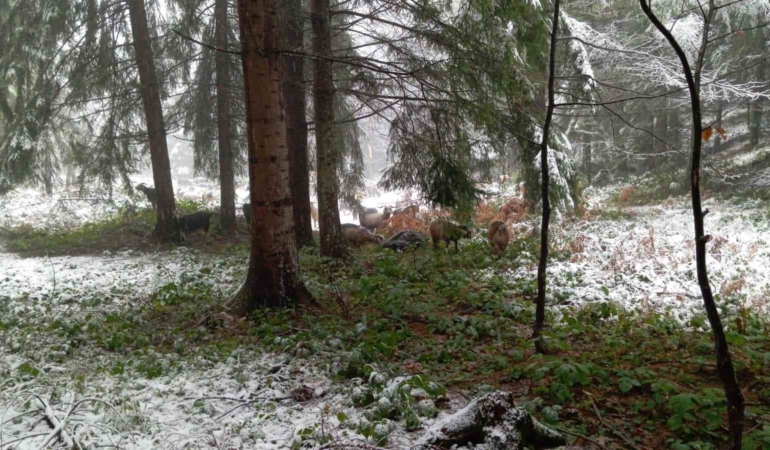 Sakarya’nın yüksek kesimleri beyaz örtüyle kaplandı