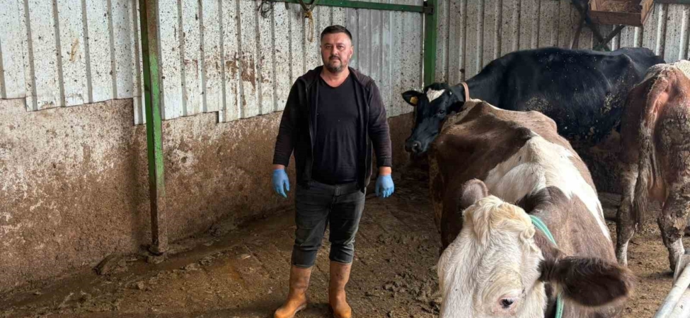 Şap hastalığına bir hayvanını daha verdi