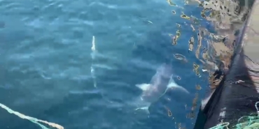 Çanakkale’de balıkçıların ağına ‘kamçı kuyruk’ cinsi köpek balığı takıldı