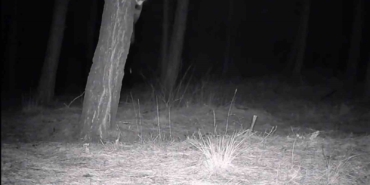 Tekirdağ’da yaban hayatı fotokapanlarla görüntülendi