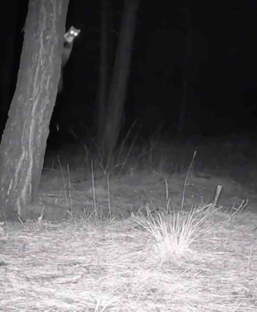 Tekirdağ’da yaban hayatı fotokapanlarla görüntülendi