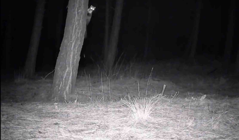 Tekirdağ’da yaban hayatı fotokapanlarla görüntülendi