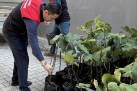 Gömeç’te incir üretimini artıracak adım, 499 sertifikalı fidan dağıtıldı