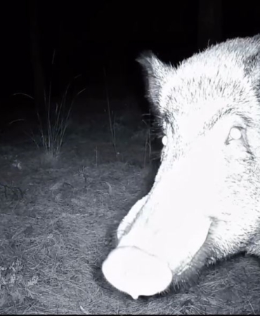 Yaban domuzunun fotokapanla savaşı: Söküp parçalamaya çalıştı
