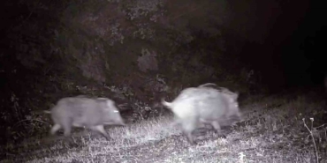 Tekirdağ’da fotokapana domuz sürüsü takıldı