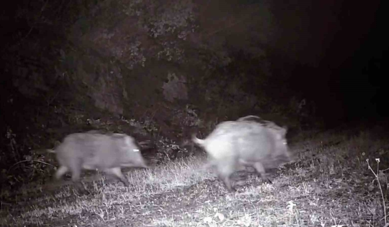 Tekirdağ’da fotokapana domuz sürüsü takıldı