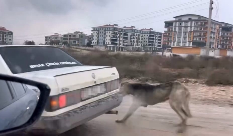 Köpeği aracın arkasına bağlayarak seyretti