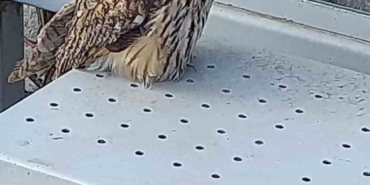 Yaralı halde bulunan kulaklı orman baykuşu koruma altına alındı