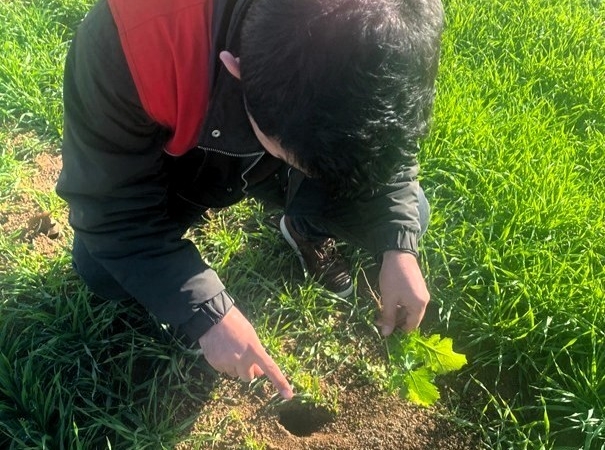 Kofçaz’da tarla faresine karşı etkin mücadele: Tarım arazilerinde fare tehdidi
