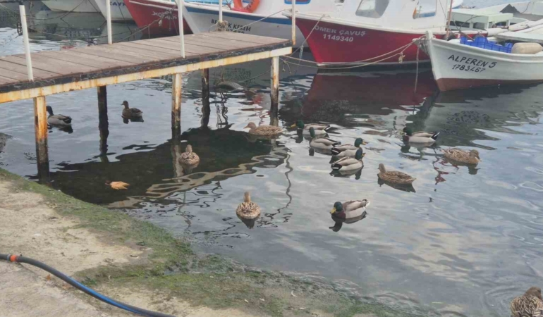 Limanın maskotu ördekler