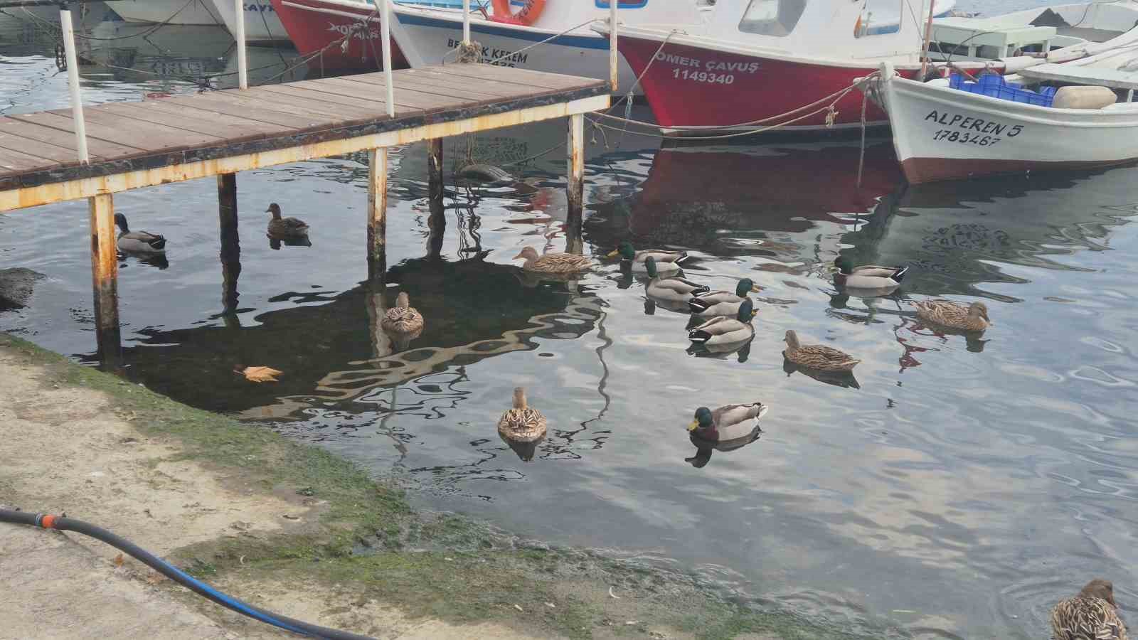 Limanın maskotu ördekler