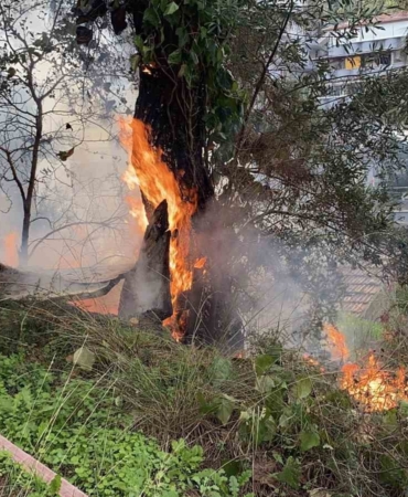 Çamlık alanda çıkan yangın büyümeden söndürüldü