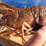 Çanakkale’de 525 kilo balığa el konuldu