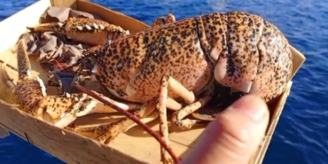 Çanakkale’de 525 kilo balığa el konuldu