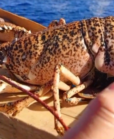 Çanakkale’de 525 kilo balığa el konuldu