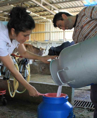 Şapın vurduğu üreticiler süt fiyatında güncelleme istiyor