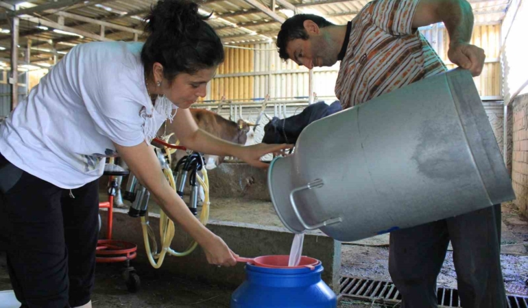 Şapın vurduğu üreticiler süt fiyatında güncelleme istiyor