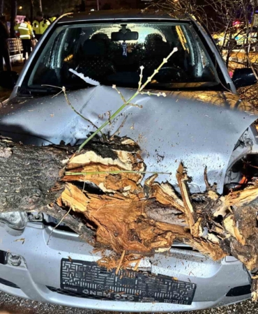 Seyir halindeki otomobilin üzerine ağaç devrildi