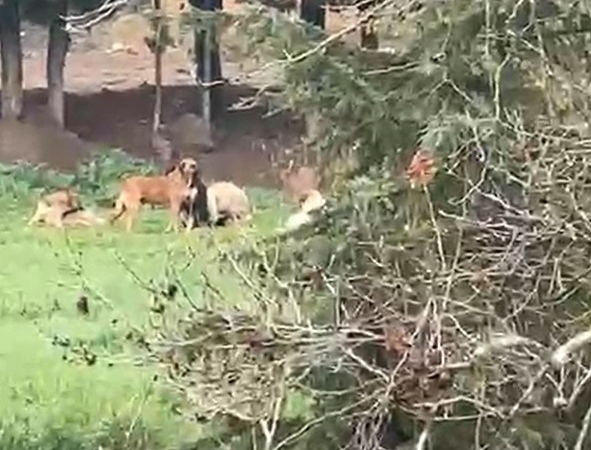 Derince’de başıboş köpek tepkisi: "30’a yakın köpek bir arada dolaşıyor"