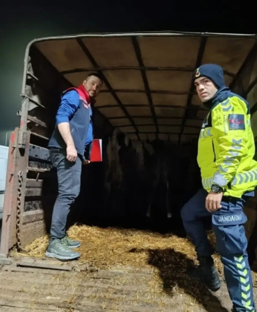 Belgesiz hayvan sevkine ceza: Hayvanlar işletmeye iade edildi