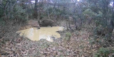 Tekirdağ’da domuz sürüsü görüntülendi