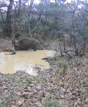 Tekirdağ’da domuz sürüsü görüntülendi