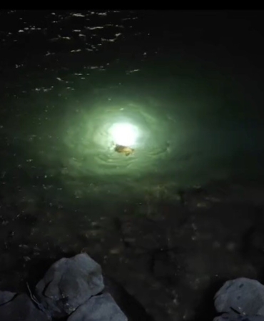 Misina ve ipe dolanan caretta carettanın yardımına vatandaşlar yetişti