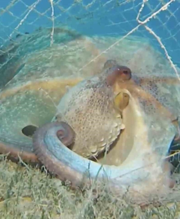 Hayalet ağlarla mücadelede 420 milyon metrekare alan tarandı