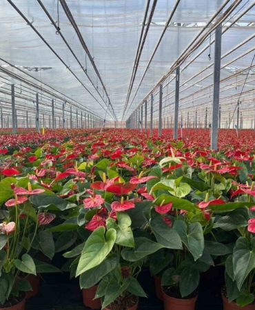 Seralarda modern üretim: Tonlarca salatalık ve süs bitkisi üretimi