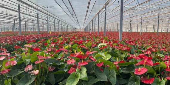 Seralarda modern üretim: Tonlarca salatalık ve süs bitkisi üretimi