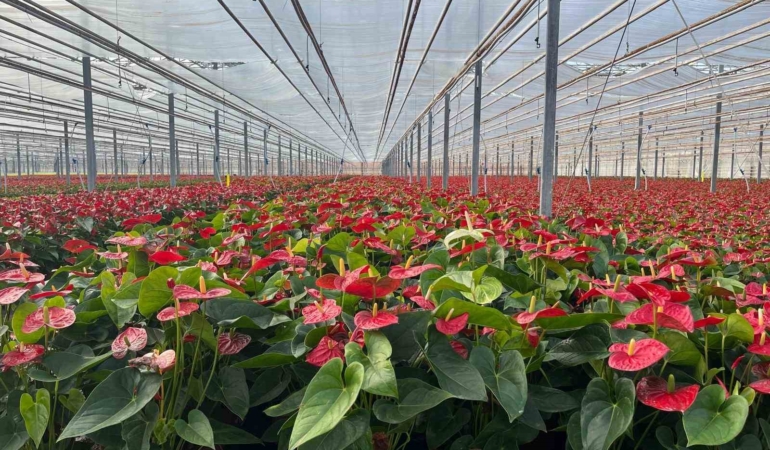 Seralarda modern üretim: Tonlarca salatalık ve süs bitkisi üretimi