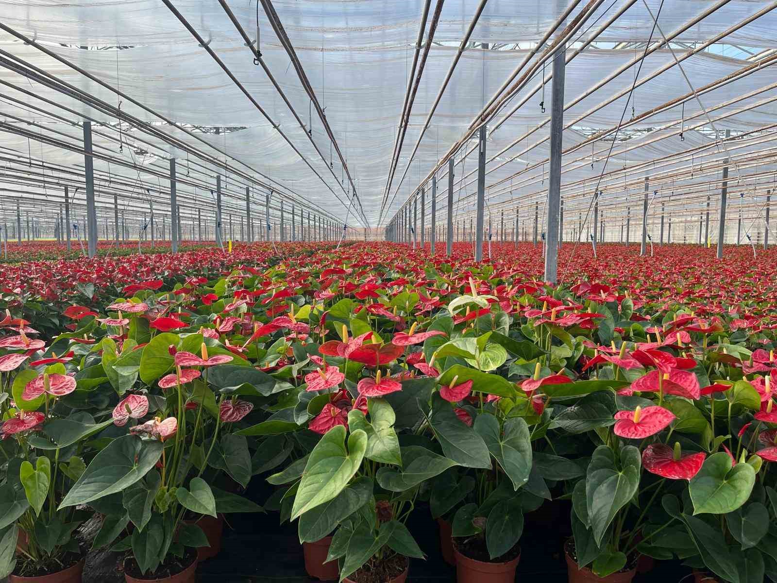 Seralarda modern üretim: Tonlarca salatalık ve süs bitkisi üretimi