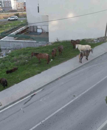 Arnavutköy’de başıboş gezen atlar tehlike saçıyor