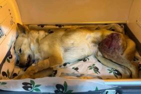 Ayağında parçalı kırık oluşan köpek 2 saatlik ameliyatla eski sağlığına kavuştu